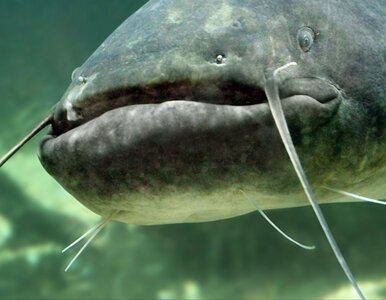 Miniatura: Wędkarz z Polski „szaleje nad rzeką Ebro”....