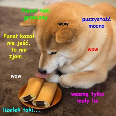 Miniatura: Shiba inu - psi królowie internetu i memów