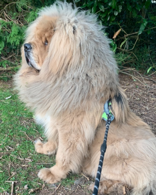 Miniatura: Nie bez przyczyny zyskał miano „puszystego...