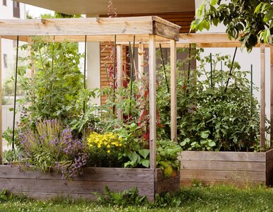 Miniatura: Masz drewno w ogrodzie? To najważniejsza...