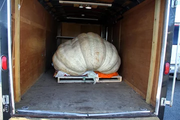 Festiwal dyni w  Half Moon Bay 