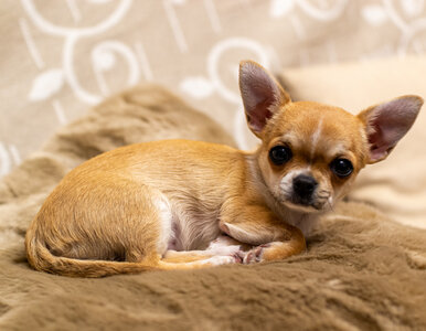 Miniatura: Nowy trop w historii udomowienia psów?...