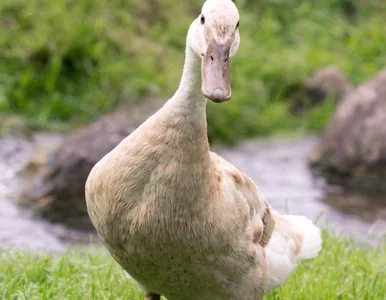 Miniatura: Chińska policja: gęś obroni twój dom...