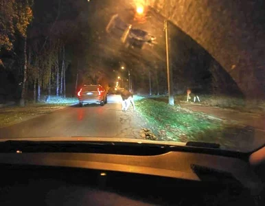 Miniatura: Łosie spacerowały po warszawskiej...