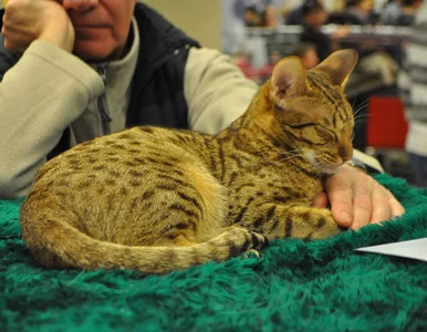 Miniatura: Międzynarodowa Wystawa Kotów Rasowych -...