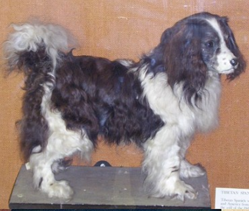 23. Toy Trawler Spaniel Początkowo używane były w sportach, a później stały się psami domowymi i wystawowymi. Wyginęły około 1920 roku.