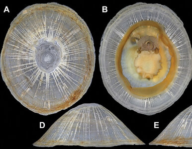 Miniatura: Nowy gatunek odkryty w głębinach morza....
