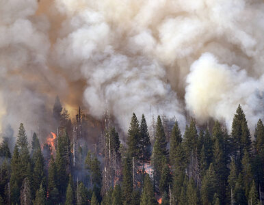 Gigantyczny pożar w parku narodowym Yosemite. Tysiącletnie sekwoje...
