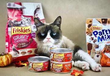 Grumpy Cat - 2,4 mln obserwujących 