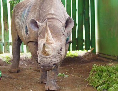 Miniatura: Nie żyje najstarszy nosorożec czarny....