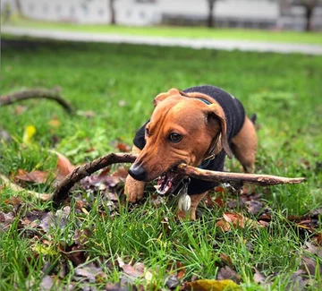 Bosco, jamnik, który został „królem patyków” 