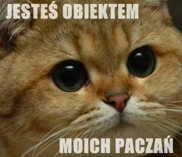 Kot najbardziej memicznym ze zwierząt? 