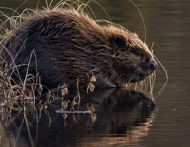 Miniatura: Polskie bobry nacierają na Niemcy