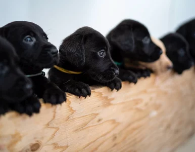 Miniatura: Sama słodycz razy 14! Rekordowy miot...