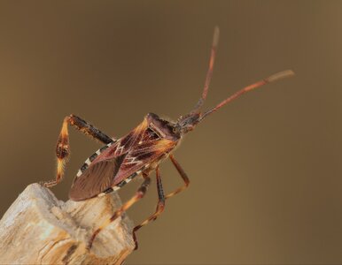 Miniatura: Pcha się do domu i śmierdzi. Ten owad...