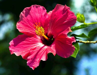 Miniatura: To ostatni moment. Podsyp hibiskusa na...