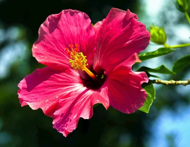 Miniatura: To ostatni moment. Podsyp hibiskusa na...
