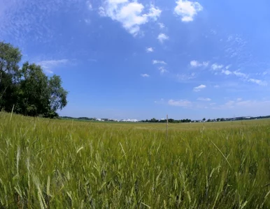 Miniatura: Kolejny dzień upałów. Lokalnie temperatura...