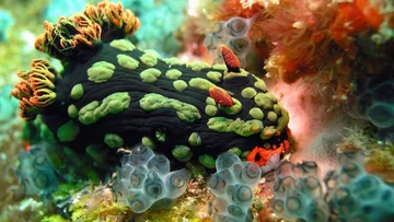 Nudibranch (fot. epicdash.com)