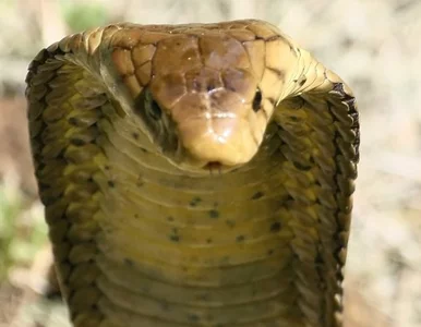 Miniatura: Mężczyzna zagryzł kobrę. "Byłem wściekły"