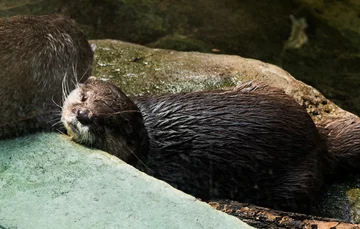 Wyderka orientalna W łódzkim zoo spotkać można również dwie wyderki orientalne. Marlenka i Vincent pływają tuż przy ścieżce, którą spacerują odwiedzający. Często można zobaczyć, jak bawią się piłką, lub odpoczywają na kamieniach w pobliżu oczka wodnego.