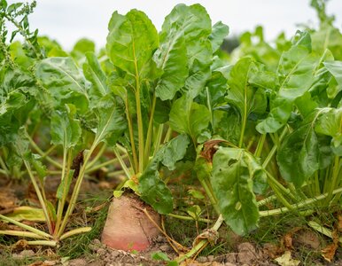 Miniatura: Co uprawia się w Polsce? Spróbuj zgarnąć...