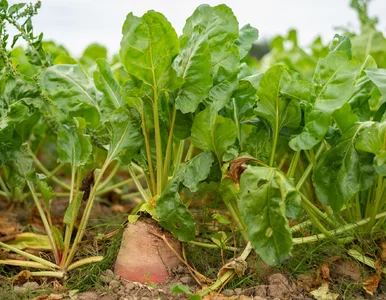 Miniatura: Co uprawia się w Polsce? Spróbuj zgarnąć...