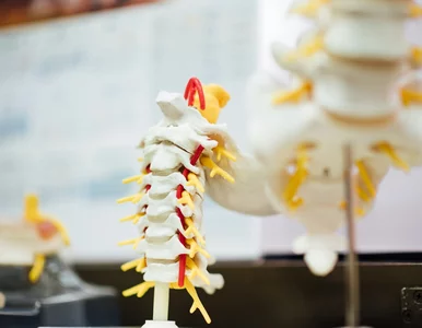 Miniatura: Łatwiutki quiz z anatomii. Wstyd tego nie...