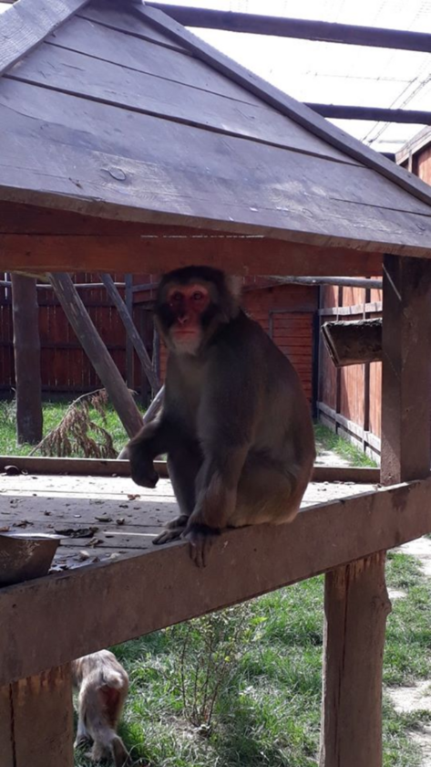 Zwierzęta w ZOO Wojciechów 