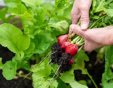 Miniatura: Maleńki chrząszcz potrafi zniszczyć plony...