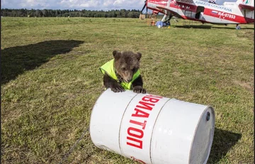 Mansur jako mały niedźwiadek 