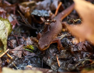 Miniatura: Idą traszki, patrz pod nogi