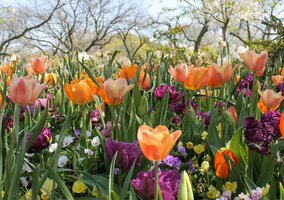 Miniatura: Długoterminowa prognoza dla Polski. Wtedy...