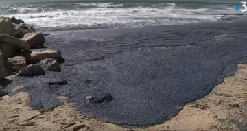 Velella 