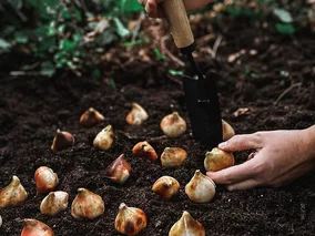 Miniatura: Ostatnia szansa na tulipany! Sadź cebulki...