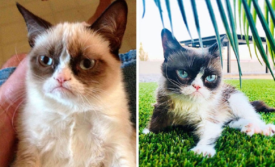 Kot z fochem (Grumpy Cat) Śmiało można powiedzieć, że Grumpy Cat to najsłynniejsza kotka w internecie. Popularność zaczęła zyskiwać od 2012 r., dzięki swojemu wyglądowi. Jej charakterystyczny pyszczek sprawia, że zwierzak może wydawać się znudzony, marudny, a nawet zły.