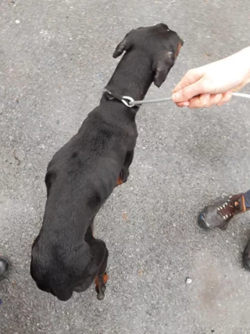 Pies, który trafił pod opiekę ISPCA 