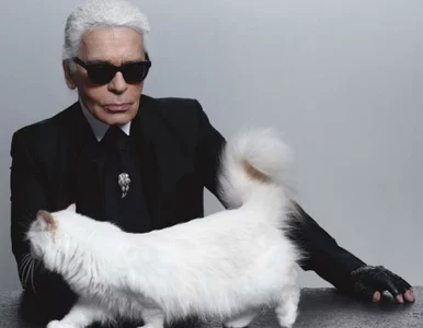 Miniatura: Kot Lagerfelda wypuszcza własną linię mody...