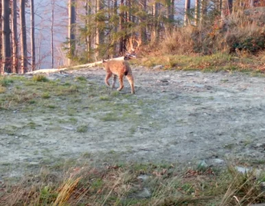 Miniatura: Nagrali rysicę z czterema młodymi. „To...
