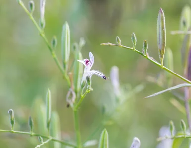 Miniatura: Andrographis – właściwości i zastosowanie...