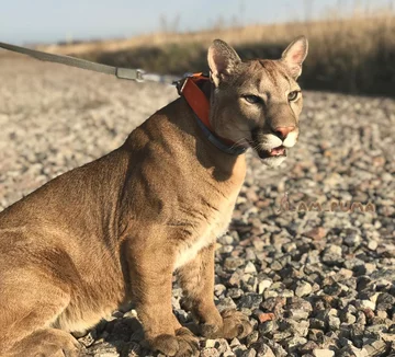 Puma Messi 