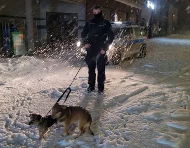 Miniatura: Psy czekały na mrozie, przywiązane do...