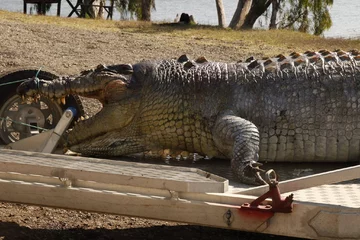 Zabity krokodyl z Australii 