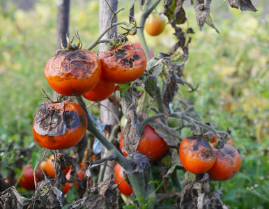 Miniatura: Zaraza ziemniaczana nie śpi zimą. Tak...