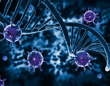 Miniatura: HIV po raz pierwszy wyeliminowany z genomu...