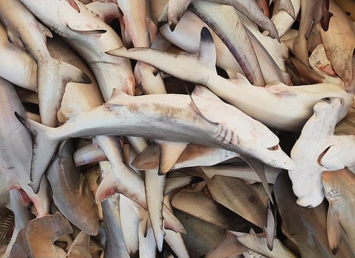 Dyrektor WWF Australia Dermot O'Forman podkreślił swoje zaniepokojenie połowami, boprąc pod uwagę malejącą liczbę rekinów na całym świecie 