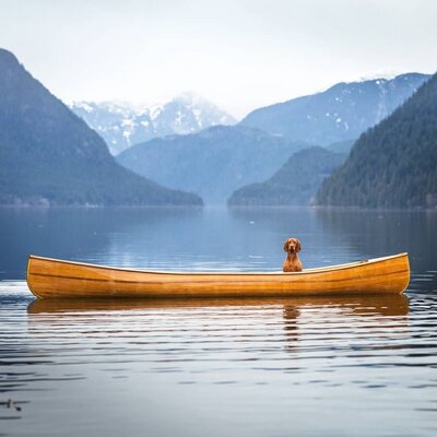 Miniatura: Whiskey - pies, który kocha podróże