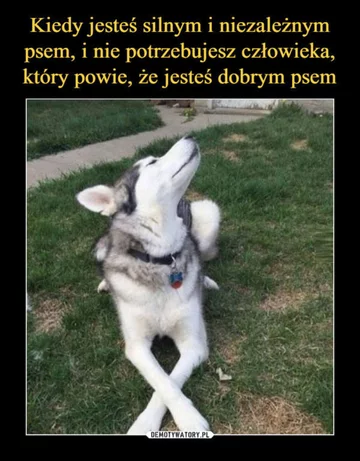 Memy z psem w roli głównej 