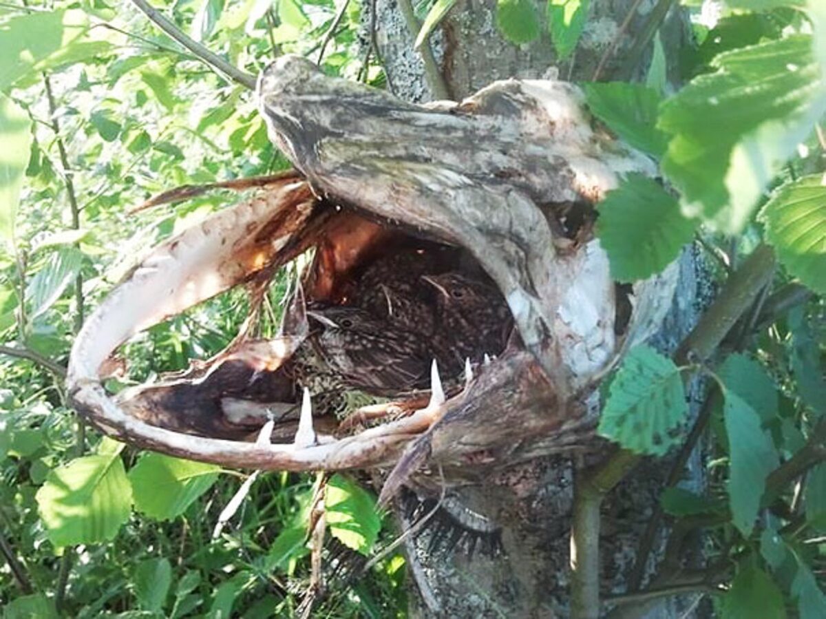 Ptaki stworzyły sobie gniazdo w paszczy martwego szczupaka 