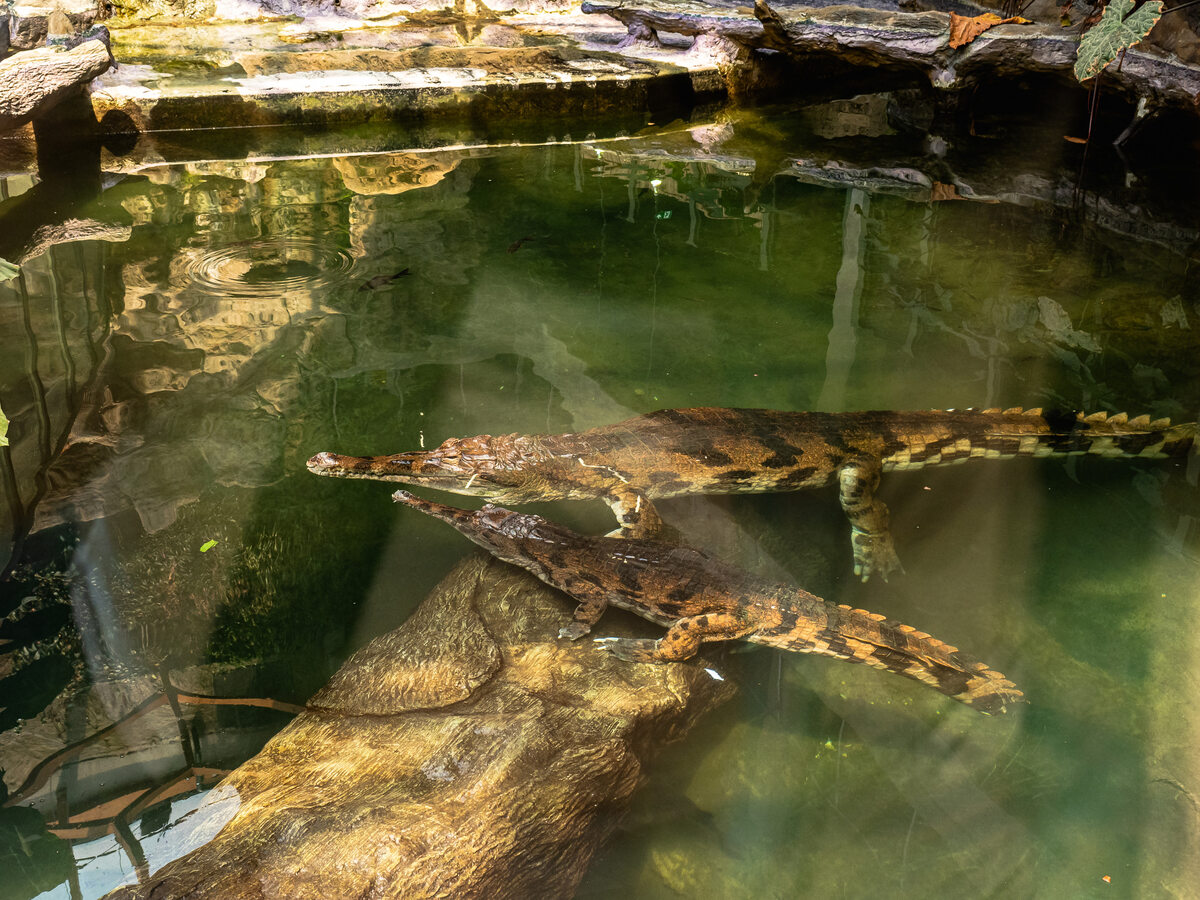 Krokodyle gawialowe Kraken i Penelopa Penelopa i Kraken to para krokodyli. Samica jest o wiele mniejsza od samca.